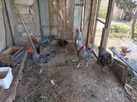 Galinha eslovena barrada — foto 4