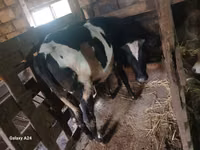 Sigir, Russian Black pied cattle — 6-rasm