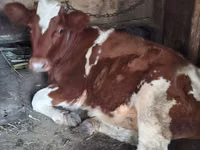 Vacă, Bovine — foto 2