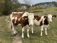 بقرة, Simmental cattle — الصورة 2