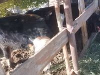 公牛, Cattle — 照片 8