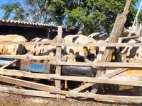 Bou, Russian Black pied cattle — foto 2