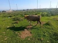 Bull, Cattle — photo 1
