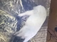母猪 — 照片 1