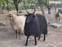 Bélier, Racka sheep — photo 1