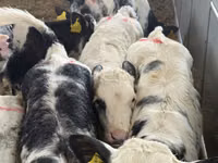 Qoramol (partiya, jinsi ko‘rsatilmagan), Simmental cattle — 4-rasm