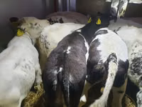 Bovins (lot, sexe non indiqué), Russian Black pied cattle — photo 3