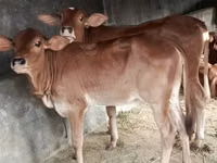 गाय, ब्राह्मण — फ़ोटो 1