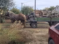 公马, Horses — 照片 3