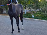 حصان, Akhal-Teke — الصورة 3