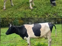 Vaca, Ayrshire — foto 2