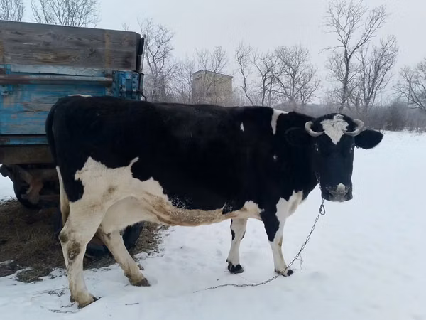 Vaca, Russian Black pied cattle — Moldávia