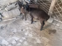 تيس, الماعز — الصورة 1