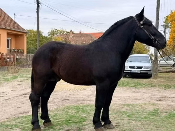 公马, Lipizzaner