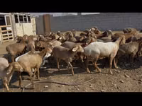 母羊, Sheep — 照片 2