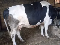 İnək, Russian Black pied cattle — foto 2