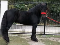 Cal, Fell pony — foto 4