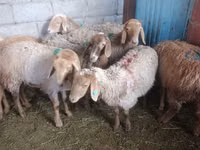 Schaf, Arashan sheep — Foto 3