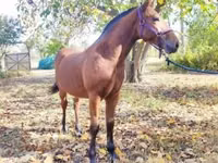 Cal, Nonius horse — foto 4