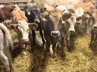 母牛, Simmental cattle — 照片 3