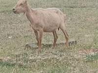 Țap, Alpine goat — foto 1