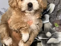 Məhsul: Toy pudel balaları • Növ: Toy Poodle (miniatür) • Mənşə — сүрөт 5
