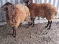 كبش, الأغنام — الصورة 1