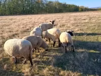 公羊, Shroshire sheep — 照片 4