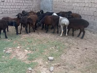 Berbec, Hissar sheep — foto 1