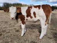 Vache, Race grise hongroise — photo 1