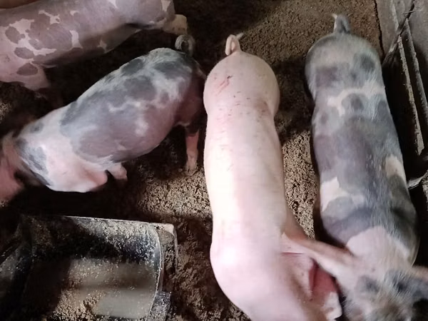 Eber, Schweine — Republik Moldau