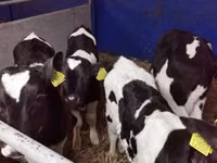Bou, Russian Black pied cattle — foto 2