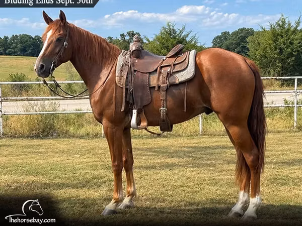 Cal, Missouri foxtrotter