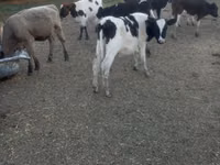 İnək, Russian Black pied cattle — foto 3