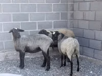 Oveja, Romanov sheep — foto 2