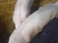 Scroafă, Porci — foto 4