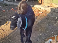 Ziege, Nubian Goat — Foto 3