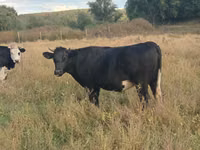 Kuh, Russian Black pied cattle — Foto 2