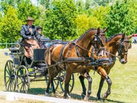 حصان, Hungarian horse breed — الصورة 8