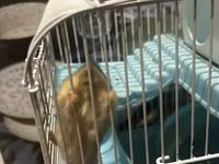 7 ədəd hamster və qəfəs dəsti - Növ: xırda ev heyvanı (hamster) - — сүрөт 1