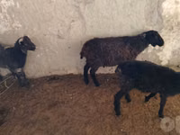 Ovelhas (lote, sexo não especificado), Ovelhas — foto 1