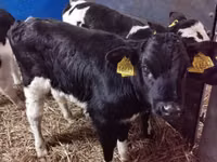 ثور, Russian Black pied cattle — الصورة 3