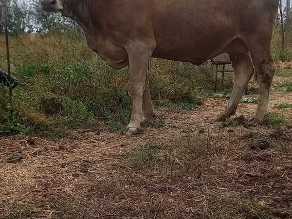 بقرة, Swiss cattle