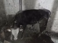 Buqa, Russian Black pied cattle — 2-rasm