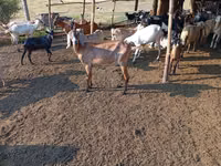 عنزة, Nubian Goat — الصورة 3
