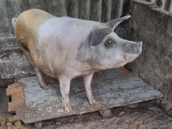 母猪, Pigs