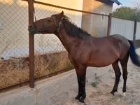 घोड़ा, Karachay horse — फ़ोटो 1