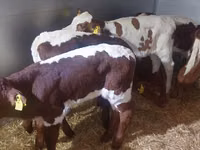 公牛, Cattle — 照片 1