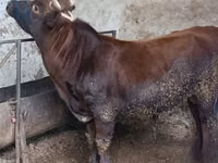 Bull, Cattle — photo 1