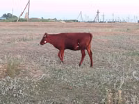 गाय, लाल степीय गाय — फ़ोटो 3